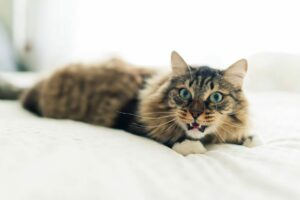 Long-haired tabby cat laying down with its teeth bared.