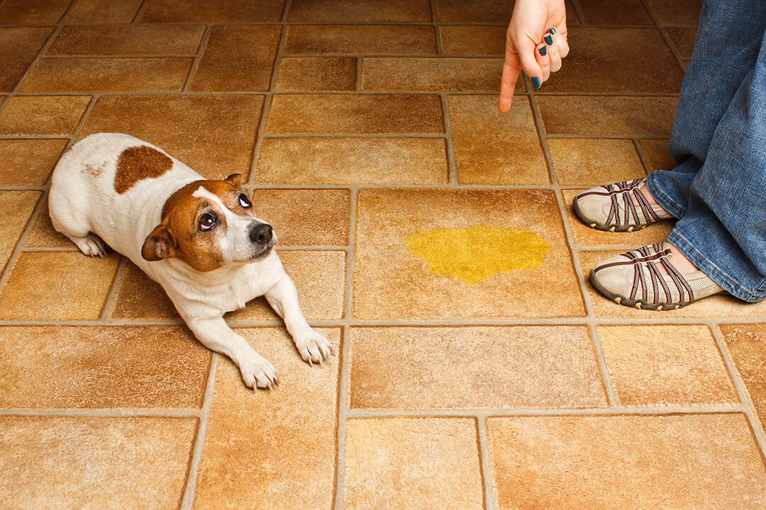 Jack Russell Terrier lying beside its accident as owner points to wet spot.