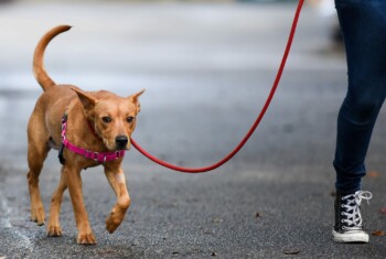 A brown dog walks next to owner on a leash.
