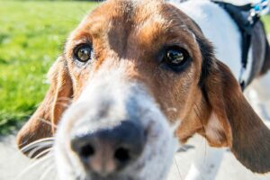 A beagle sniffs the camera.