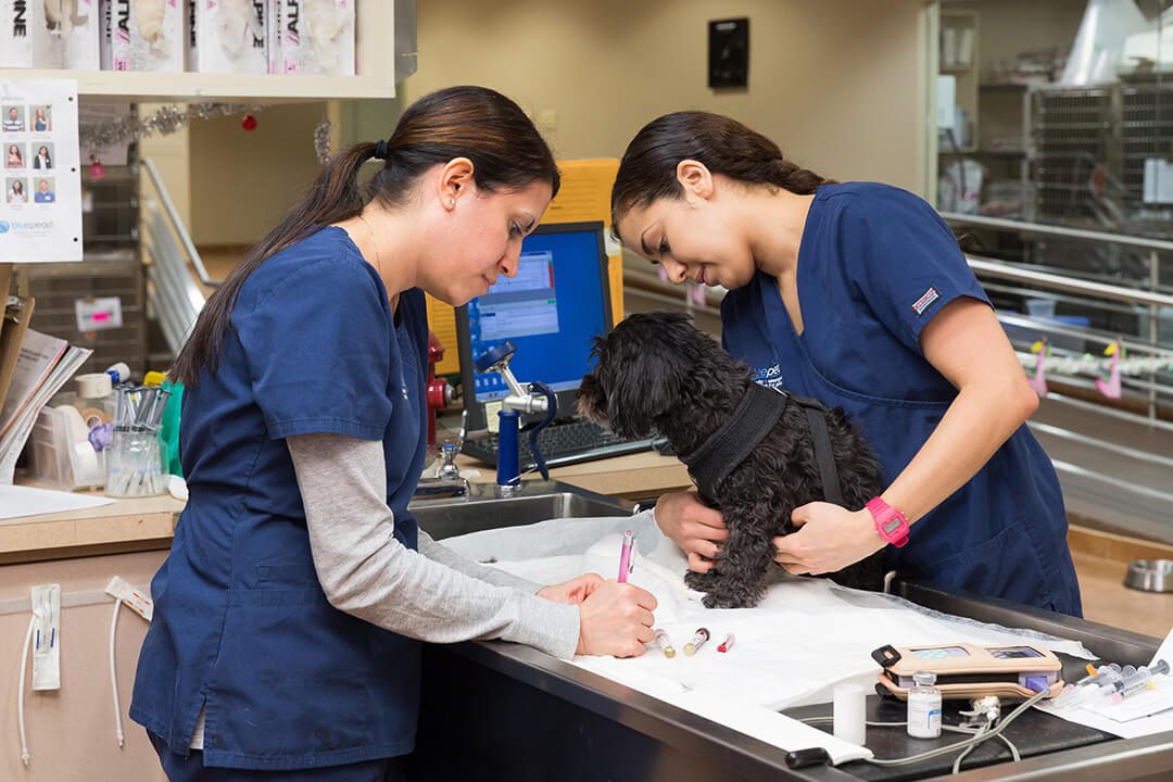 Two female vets examine a small black dog and take notes.
