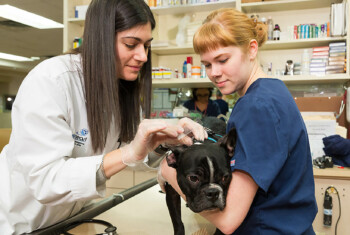Two female veterinarians take a sample from a French bulldog.