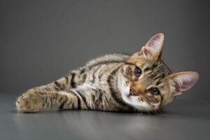 A tan and black stripped tabby cat is laying down on its side.