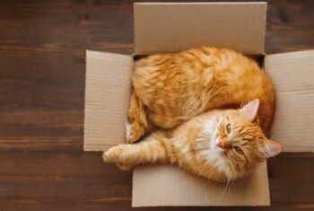An orange tabby sits in a small cardboard box.