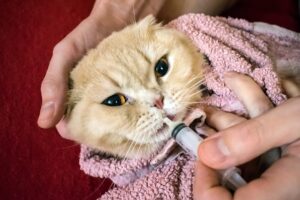 A cat wrapped in a towel receives medication from a syringe.