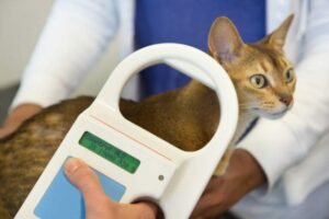 A brown cat is being scanned for a microchip.