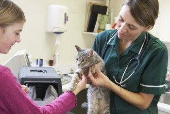 A vet examines cat with pet owner.