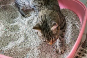 A grey tabby cat scratches in litter box.