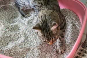 A tan and black stripped tabby digging in a litter box.