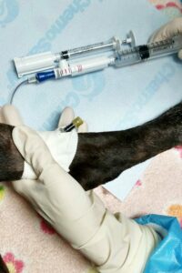 A veterinarian gives chemotherapy to a dog.