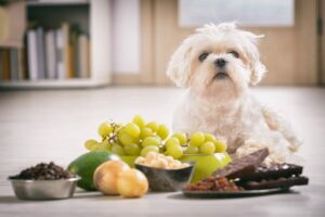 Small white dog with a pile of grapes, chocolate, and other dangerous foods