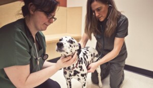 Two BluePearl vets crouch while examining a Dalmatian. 