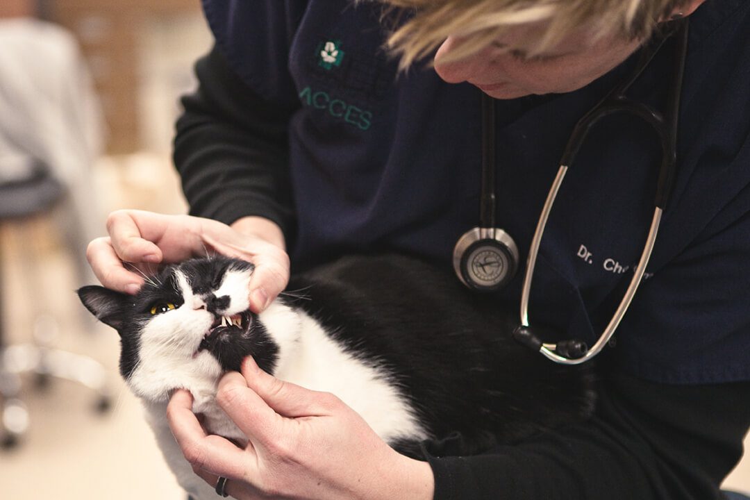 A veterinarian examines a black and white cat's teeth.