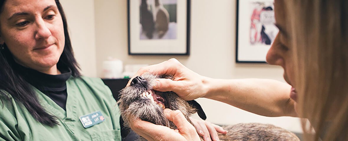 Two veterinarians open a dogs mouth.