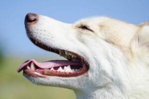 A large white dog pants.