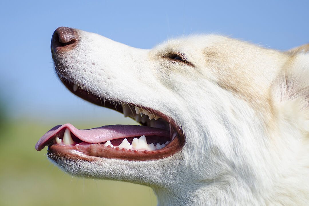 A large white dog pants.