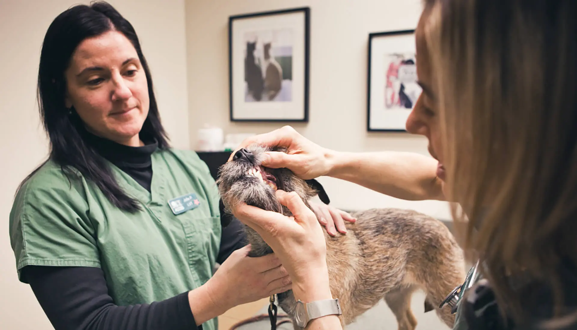 Two vets open a dog's mouth to check his teeth.