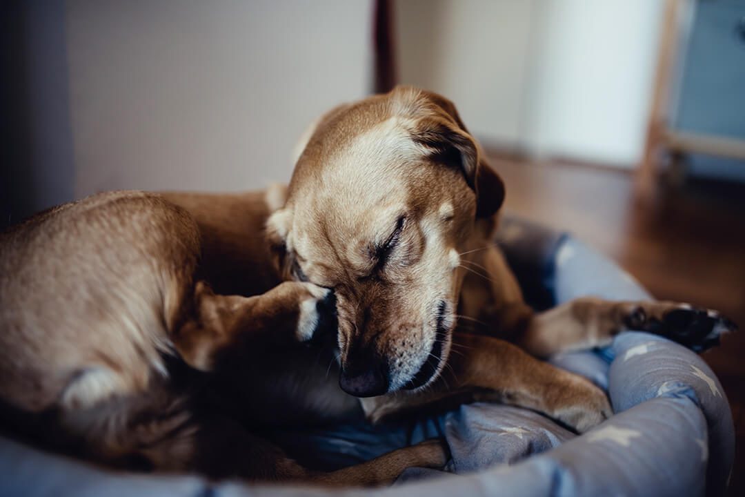 Dog scratching its face. Itchy and irritated skin is a common symptom of atopic dermatitis in pets.