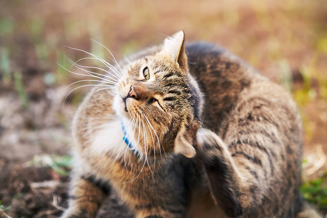 A tan and black tabby cat tilts its head while scratching the back of its ear.
