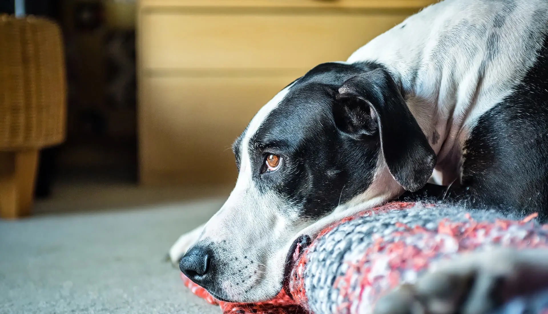 sad looking Great Dane lies with head on edge of a rug