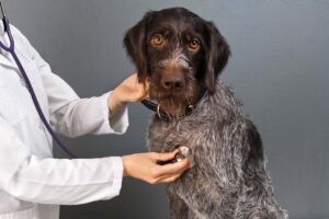 A brown dog looks resigned as a doctor listens to his heart beat.