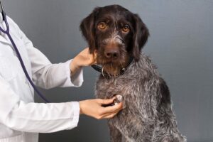 how much does lymphoma treatment in dogs cost