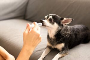 Person gives a small dog medicine with oral syringe
