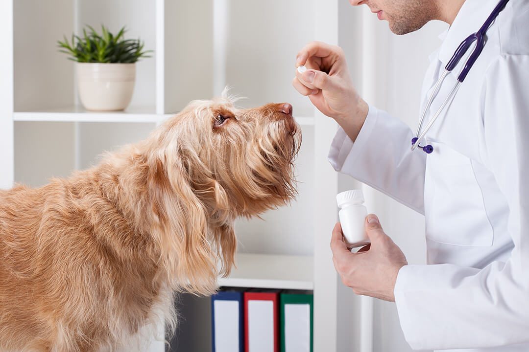 A vet in a lab coat holds a tablet of medication in front of a tan, shaggy-haired dog.