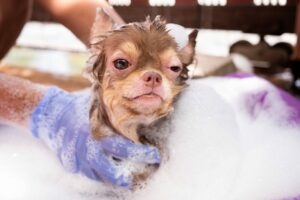 Scabies Bites On Dogs