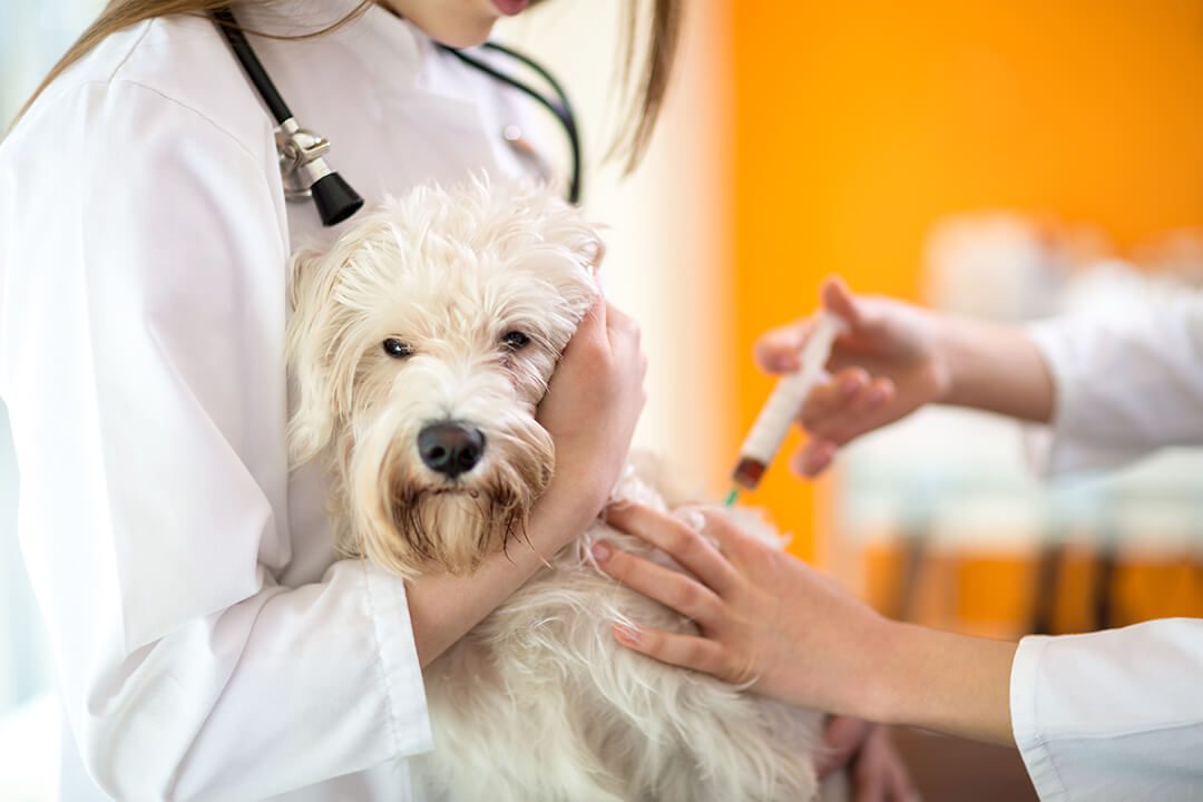 A vet gently holds a dog against her chest while another vet injects it with a syringe.