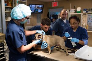 Four BluePearl doctors and techs examine a pug on a table.