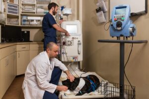 A doctor in a white coat examines a dog while crouching on the floor, while a technician checks lab equipment.