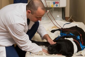 A vet administers hemodialysis to a large black dog.