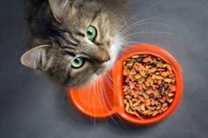 A cat with green eyes looks up from its orange food dish.