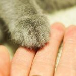 cat's paw in a woman's palm