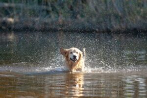 A golden retriever splashes in a sunlit lake.