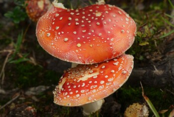 Two red, poisonous mushrooms spring forth from the earth.