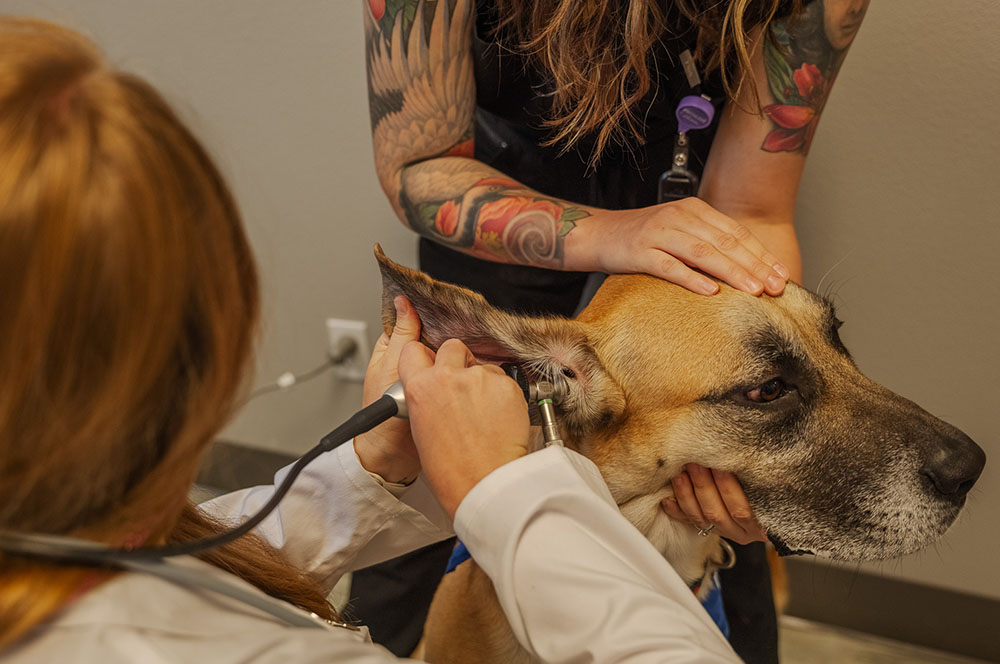 Associates performing an exam on a patient.