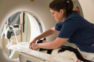 A female vet prepares a cat to receive radiation treatment.