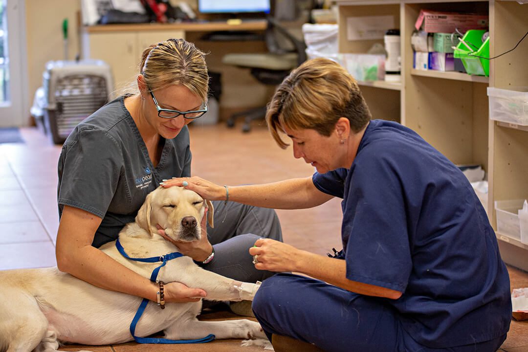 Two female veterinarians give a yellow Labrador a chemotherapy injection.