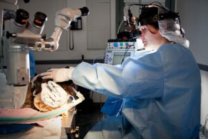 An ophthalmologist examines a pet's eyes.