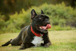 A French bulldog laying in the grass.