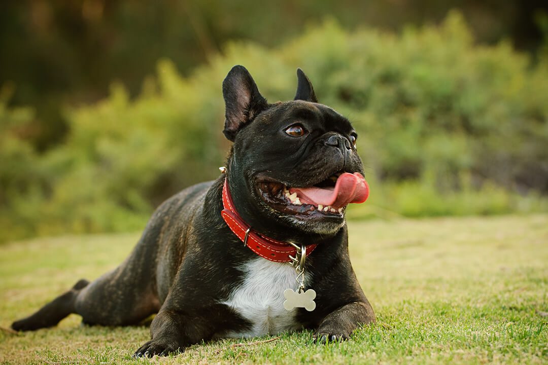 A small black dog lays down on the grass.