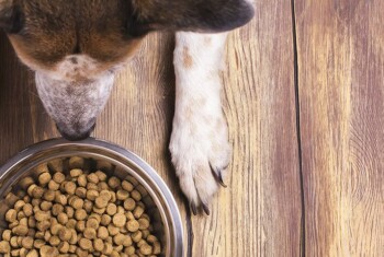 Dog looks at a bowl of dry kibble dog food.