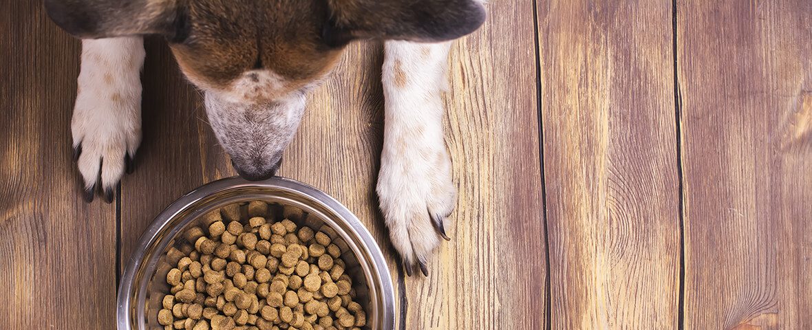 can a blockage cause pancreatitis in dogs