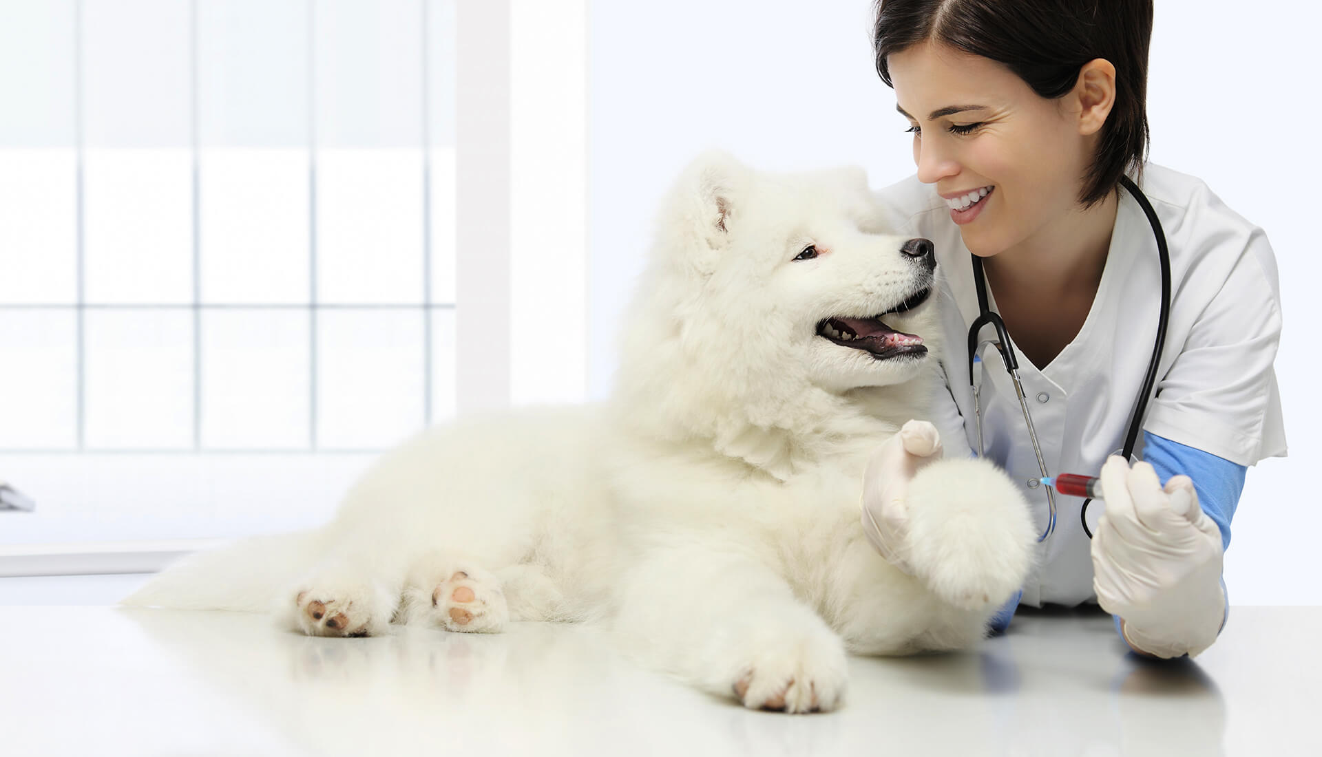 Checking Your Pet's Vitals - BluePearl Pet Hospital