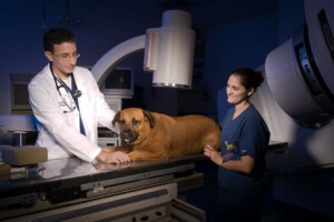 A large brown dog is prepared to receive radiation.