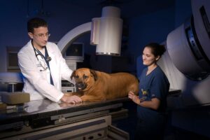 A brown dog lays on a table between two veterinarians.