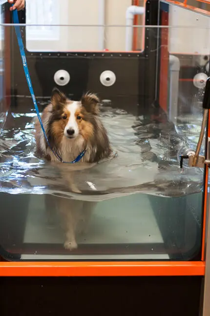 A collie walks on an underwater tread mill.
