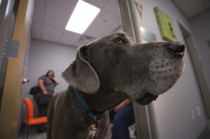 A large, grey Great Dane pokes his head out of a room.